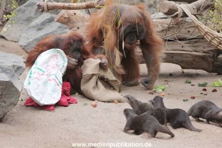 Hagenbeck Nikolaus 05122013 014