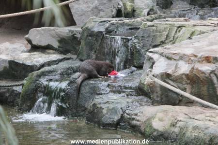 Hagenbeck Nikolaus 05122013 034
