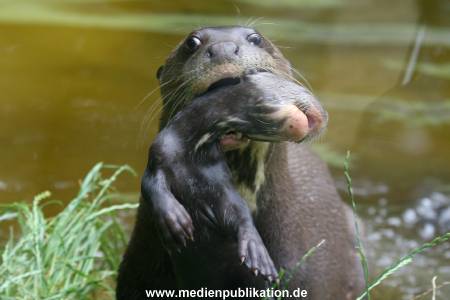 Hagenbeck 24072010 003