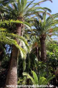 Palmitos Park GC2013 009