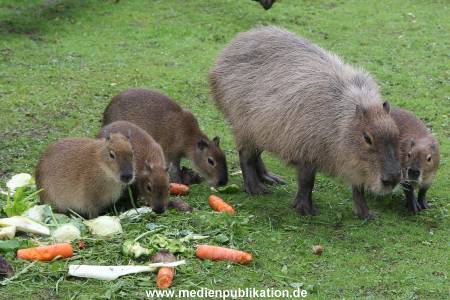 Hagenbeck 06062013 043