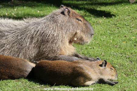 Hagenbeck 06062013 051
