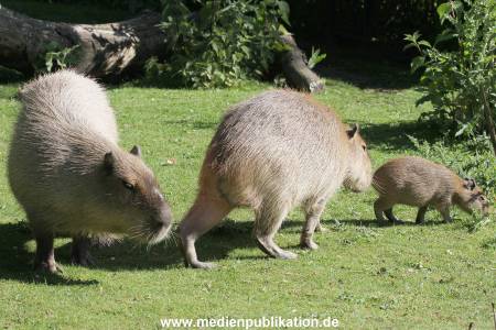 Hagenbeck 01082015 001