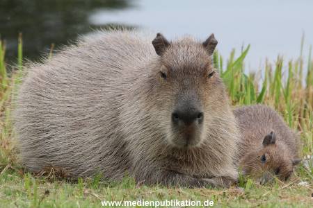 Hagenbeck 01082015 051