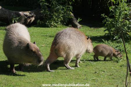 Hagenbeck 07062015 001