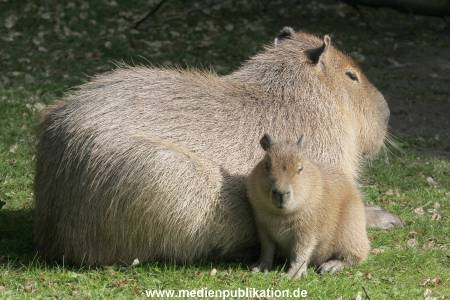 Hagenbeck 31052015 001