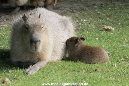 Hagenbeck 31052015 012
