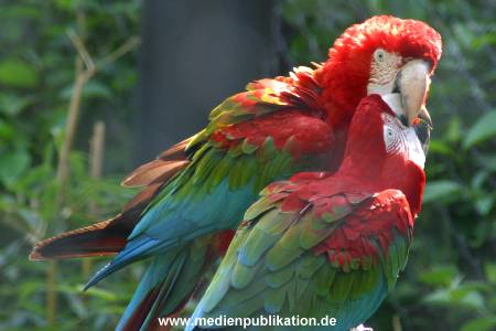 hagenbeck 05 03 094