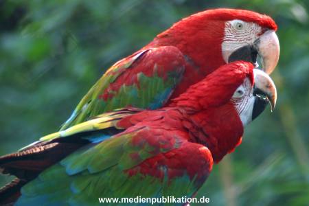 hagenbeck 05 03 095