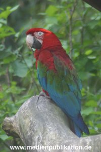 hagenbeck 05 03 096