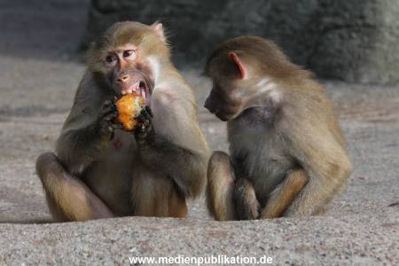 Hagenbeck 14042014 001