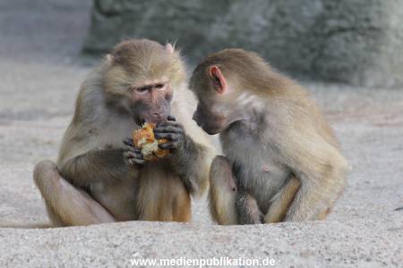 Hagenbeck 14042014 002
