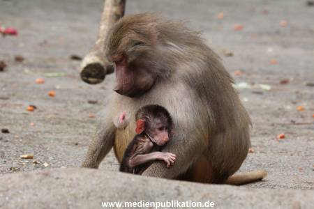 Hagenbeck 14042014 014
