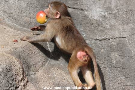 Hagenbeck 14042014 015