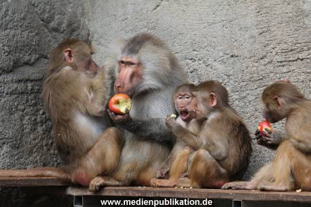 Hagenbeck 14042014 023