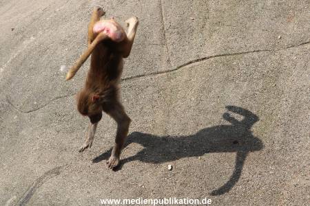 Hagenbeck 24042016 010