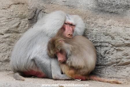 Hagenbeck 31052014 015
