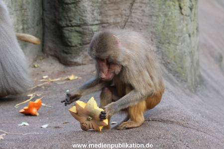 Hagenbeck Halloween 30102013 003
