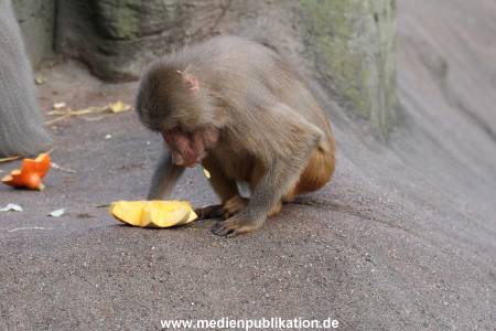 Hagenbeck Halloween 30102013 004