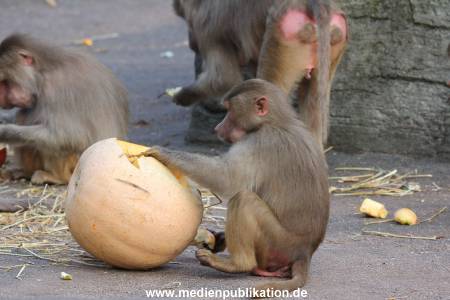 Hagenbeck Halloween 30102013 005