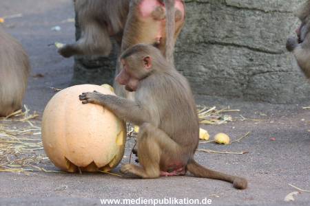 Hagenbeck Halloween 30102013 006