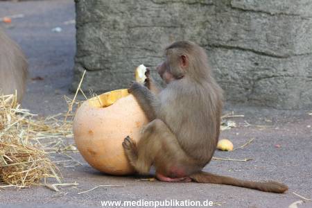 Hagenbeck Halloween 30102013 007