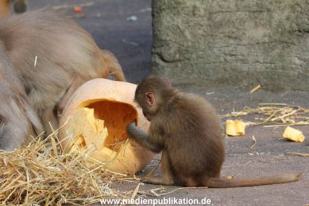 Hagenbeck Halloween 30102013 008