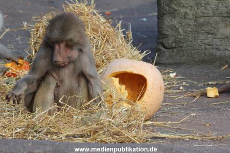 Hagenbeck Halloween 30102013 009