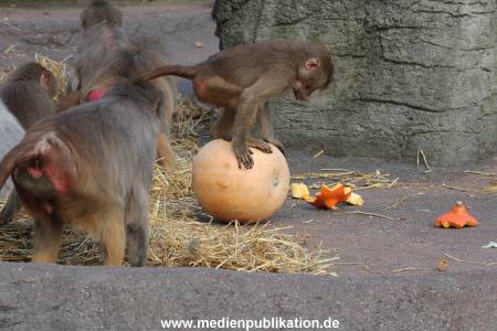 Hagenbeck Halloween 30102013 010
