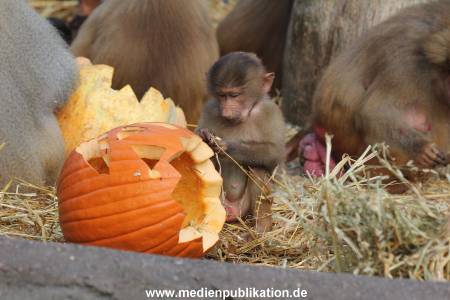 Hagenbeck Halloween 30102013 011