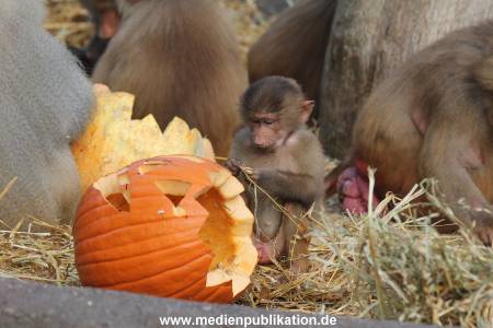 Hagenbeck Halloween 30102013 012