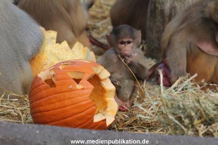 Hagenbeck Halloween 30102013 014