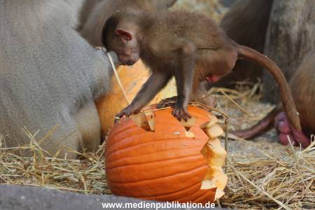 Hagenbeck Halloween 30102013 015