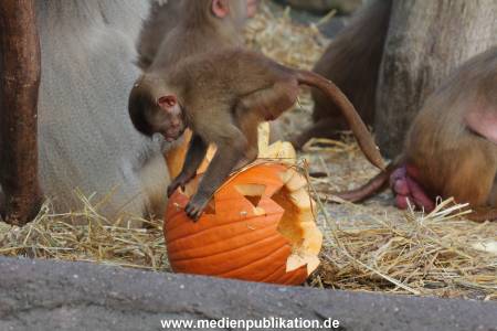Hagenbeck Halloween 30102013 016