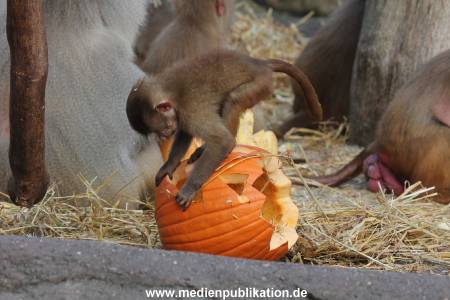 Hagenbeck Halloween 30102013 017