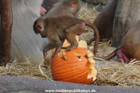 Hagenbeck Halloween 30102013 018
