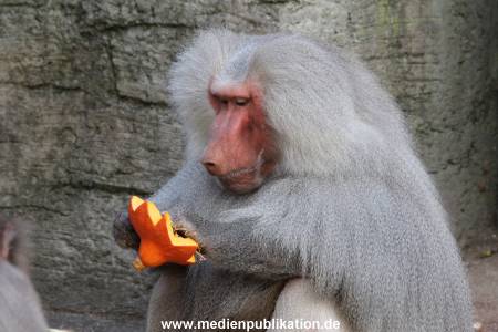 Hagenbeck Halloween 30102013 019