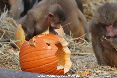 Hagenbeck Halloween 30102013 020