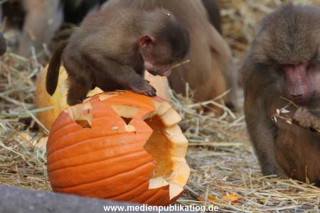 Hagenbeck Halloween 30102013 021