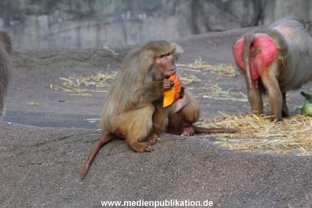 Hagenbeck Halloween 30102013 022