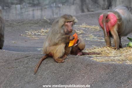Hagenbeck Halloween 30102013 023