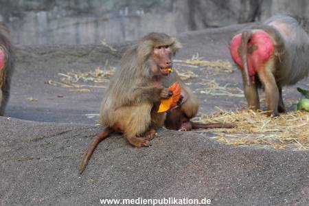 Hagenbeck Halloween 30102013 024