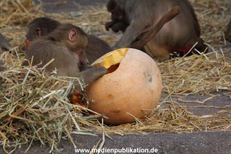 Hagenbeck Halloween 30102013 025