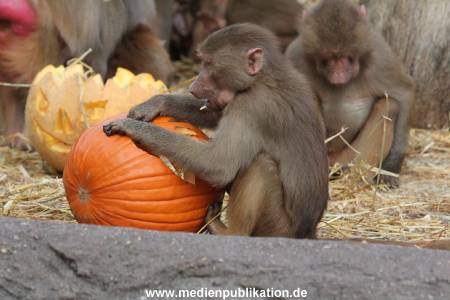 Hagenbeck Halloween 30102013 026