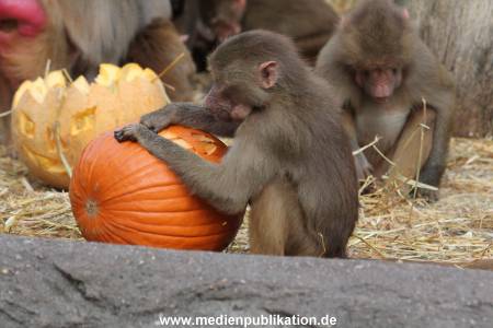 Hagenbeck Halloween 30102013 027