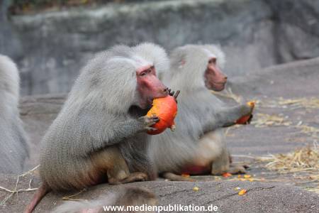 Hagenbeck Halloween 30102013 028