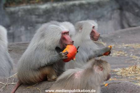 Hagenbeck Halloween 30102013 029