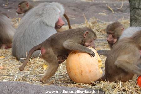Hagenbeck Halloween 30102013 030