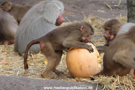 Hagenbeck Halloween 30102013 031