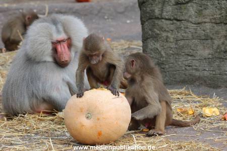 Hagenbeck Halloween 30102013 032
